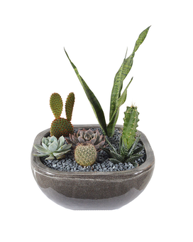 Prick Me Plant