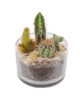 Cactus Garden Plant
