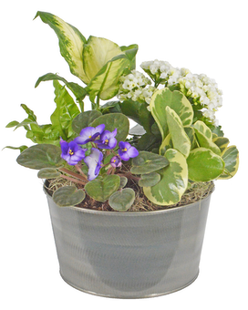 Beautiful Blooms Planter Plant