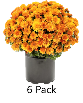 4in Garden Mums - 6 pack Plant