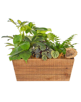 Wooden Rectangle Planter Plant