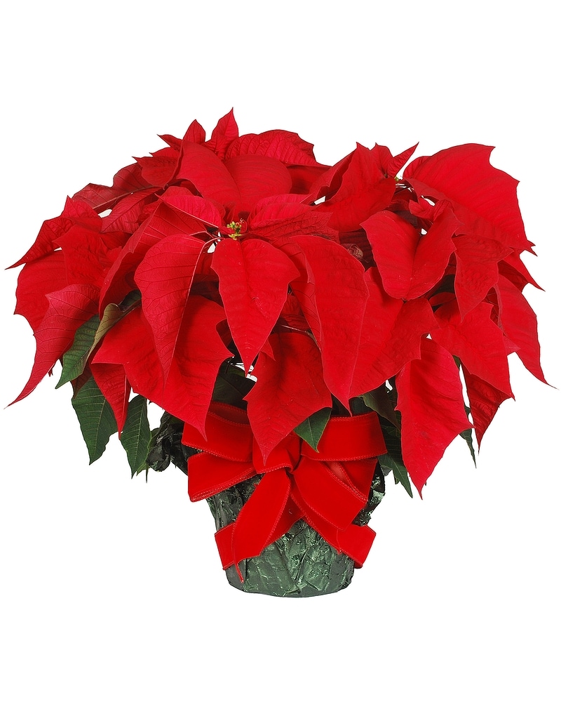 Red Poinsettia in Madison WI - Felly's Flowers