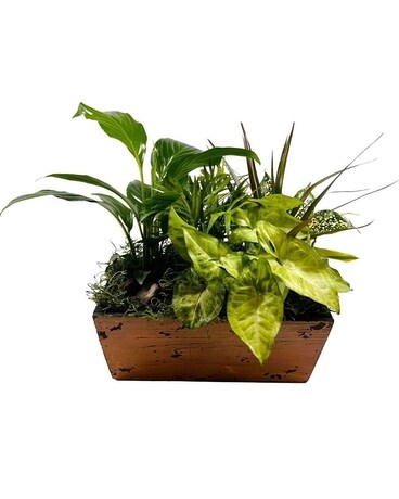A Serene Retreat Plant