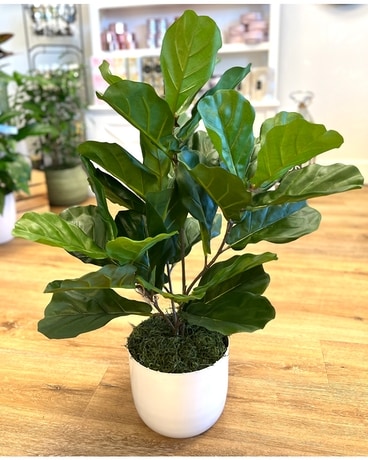 Faux Fig Plant