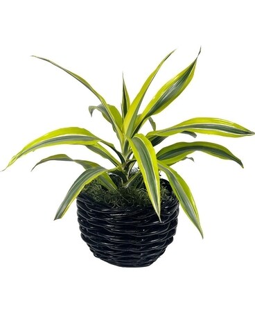 Lemon Lime Dracaena Plant Plant