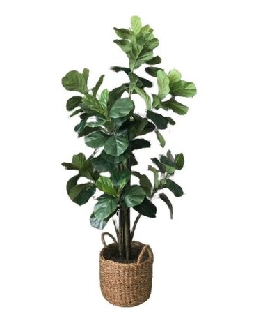 Fiddle Fig Tree Plant
