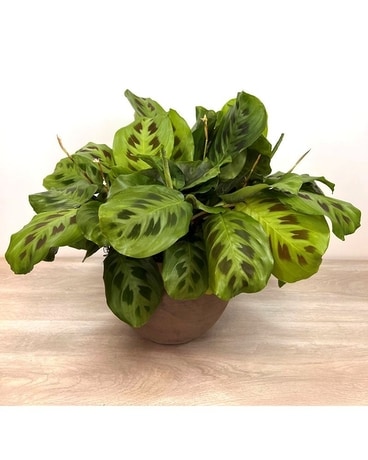 Calathea 