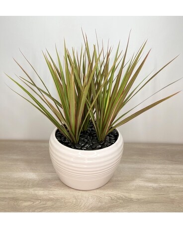 Tricolor Marginata Dracaena Plant