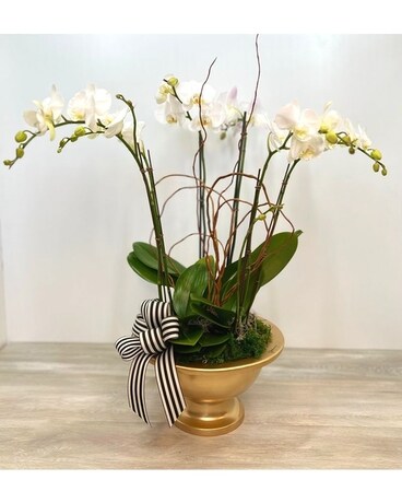 Splendid Orchids Plant