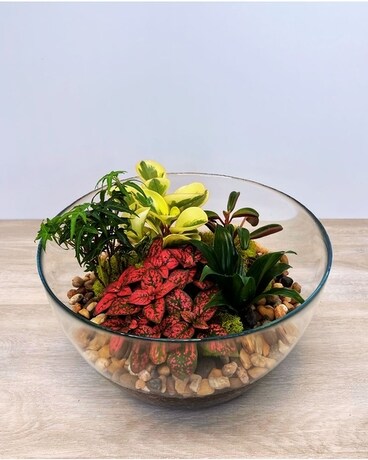 Terrarium Bowl Plant