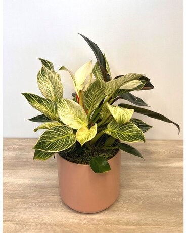 Birkin Philodendron Plant