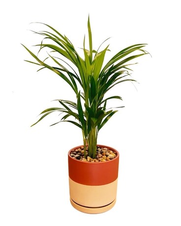 Bella Palm Plant