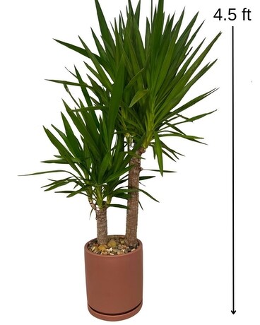 Yucca Plant Plant