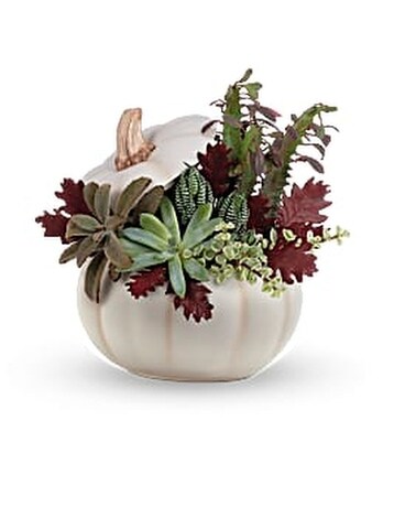 White Pumpkin Succulent Plant