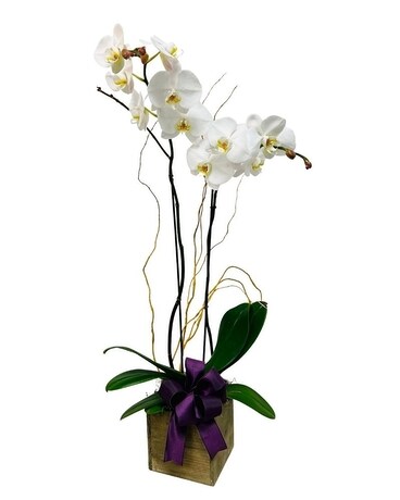 Phalaenopsis Orchid Plant
