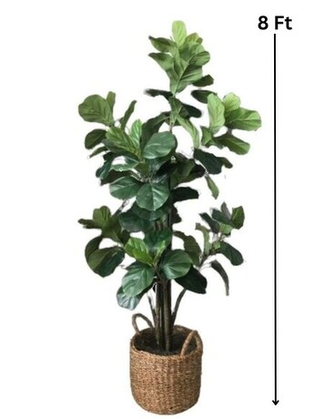 Fiddle Fig Tree Plant