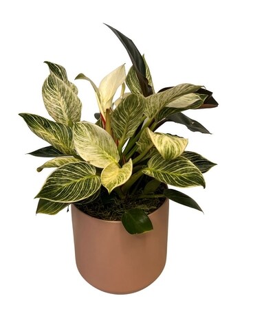 Birkin Philodendron Plant