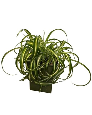 Curly Spider Plant Plant
