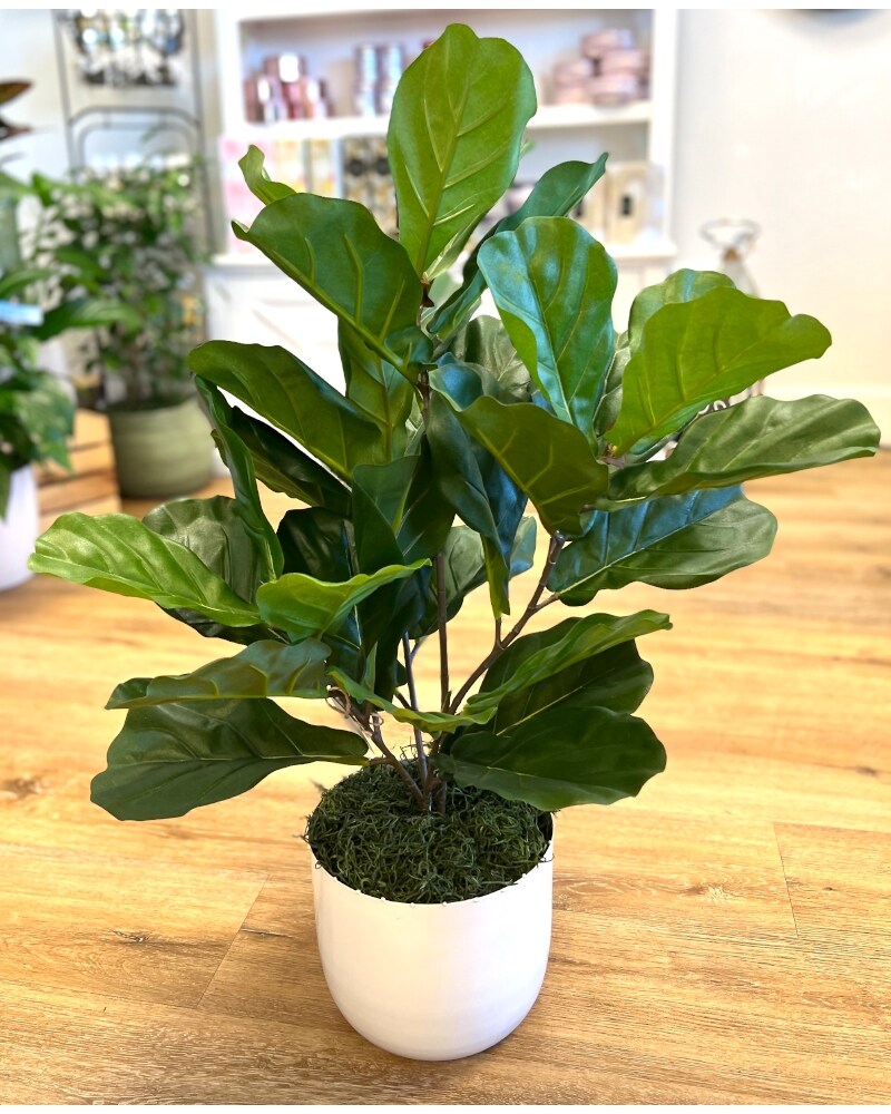 standort olivenbaum balkon Olivenbaum Olea Europaea Lorc 50cm 180cm Gartenpflanze kaufen