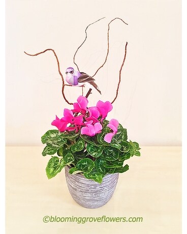 BGF7664 Plant