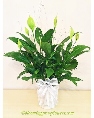 BGF1829 Flower Arrangement