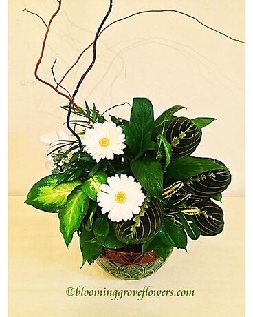 BGF2223 Dish Garden Plant