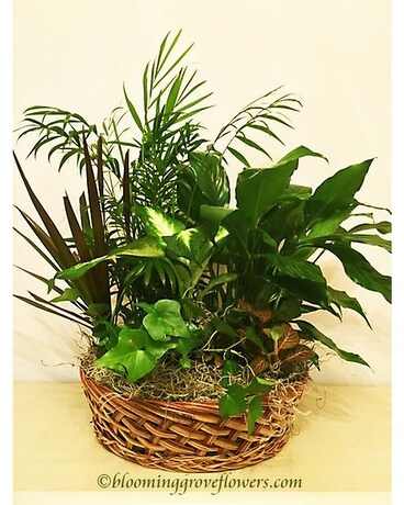 BGF5247 Dish Garden Plant