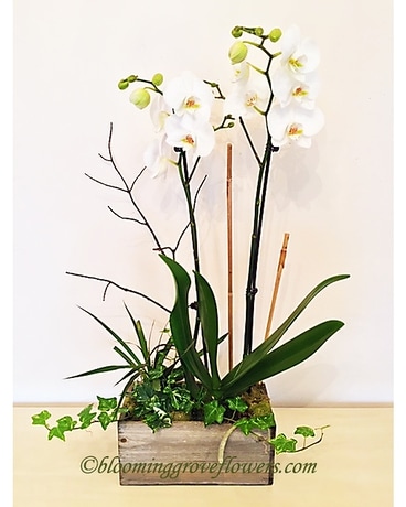 BGF0078 Plant
