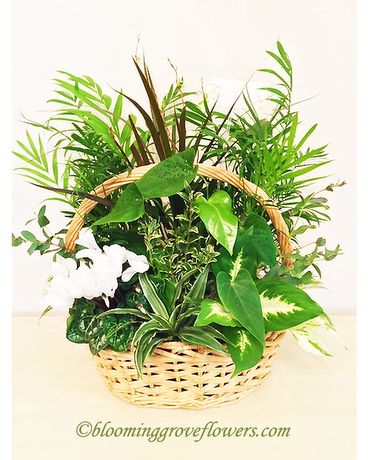 BGF0386 Flower Arrangement