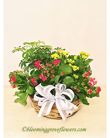 BGF0005 Dish Garden Plant