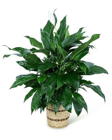 BGF1389 Plant