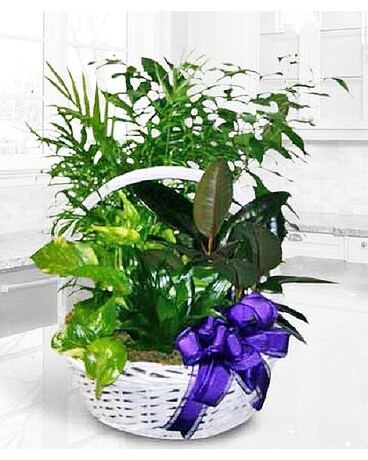 BGF1071 Dish Garden Plant