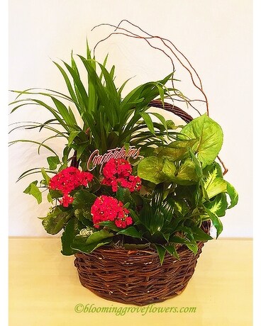 BGF9854 Dish Garden Plant