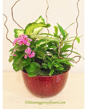 BGF2057 Dish Garden Plant