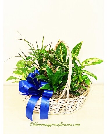 BGF2310 Dish Garden Plant