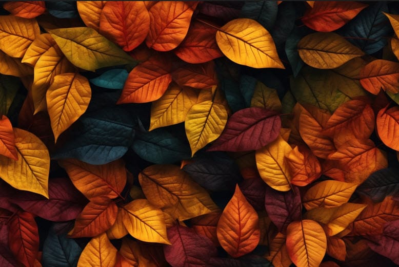 Fall Banner