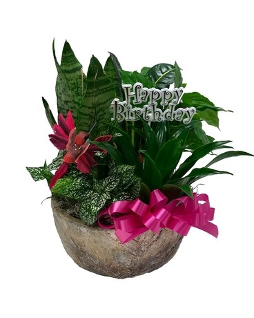 Happy Birthday Ceramic Dish Garden Dish Garden Plant
