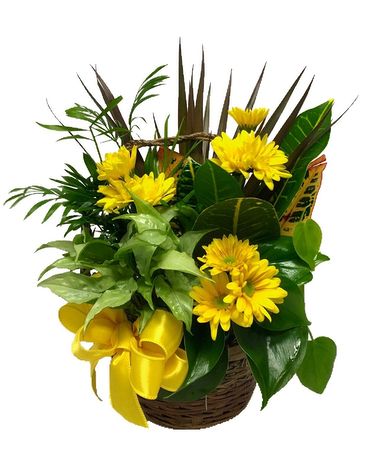 Yellow Daisy Dish Garden Flower Arrangement