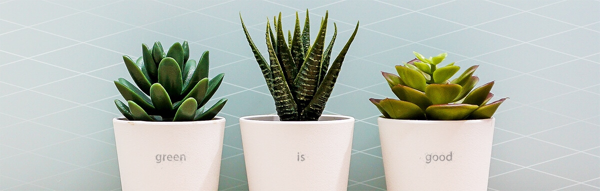 Green Plants and Dishgardens Delivery Oshkosh WI - House of Flowers