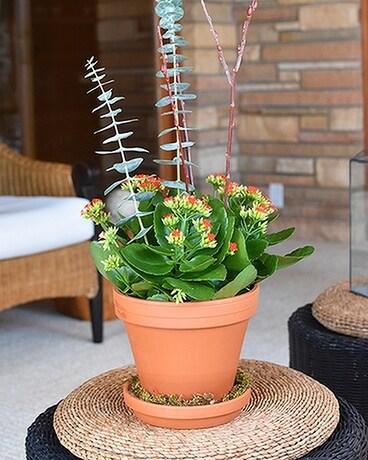Rustic Kalanchoe