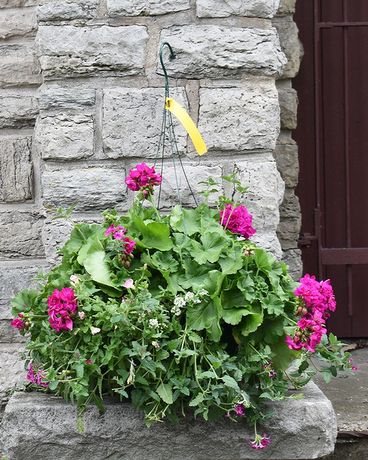 Designer Hanging Basket-SUN