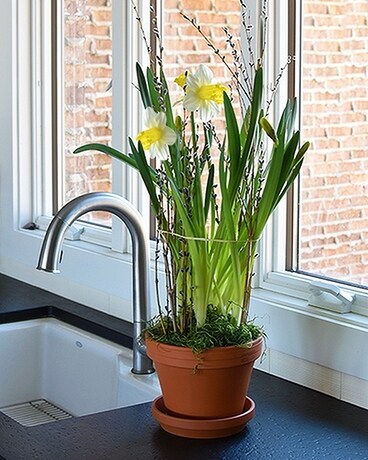 Potted Daffodils