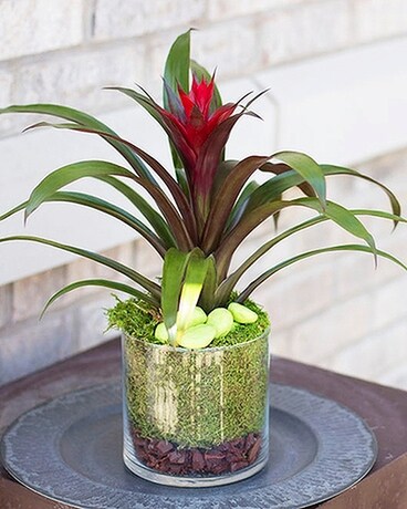 Taste of the Tropics