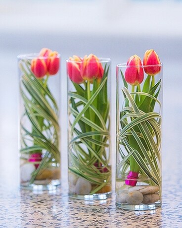 Spring Zen