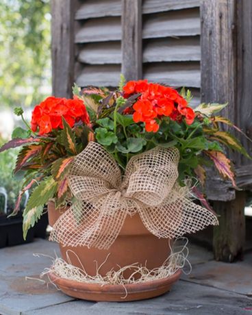 Sun Patio Pot
