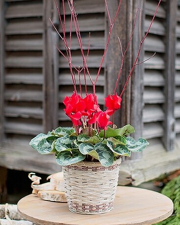 Red Cyclamen