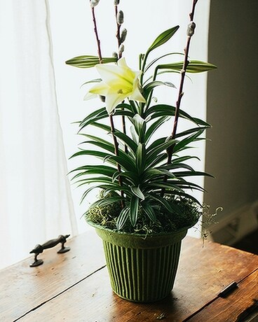 The Original Easter Lily