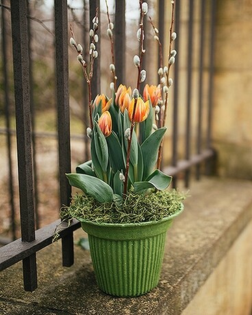 Potted Tulip