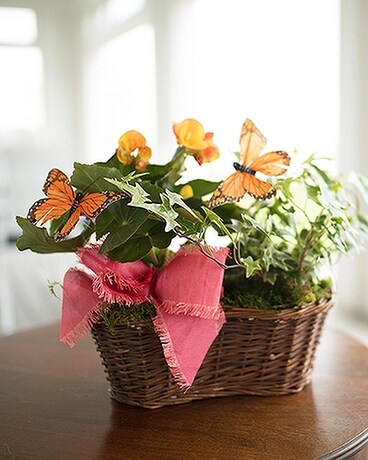Bountiful Begonia