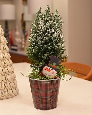 Christmas Cypress Plant